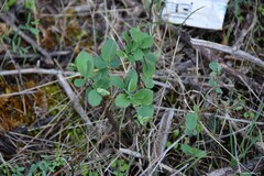 Lonicera periclymenum