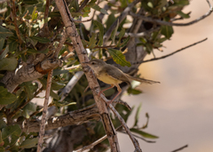 Prinia flavicans