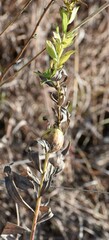 Solidago radula
