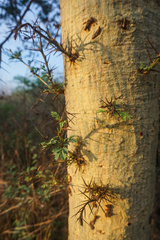Vachellia leucophloea