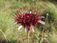Isostigma peucedanifolium