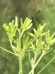 Senecio quadridentatus