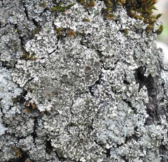 Physconia enteroxantha