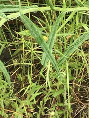 Senecio quadridentatus