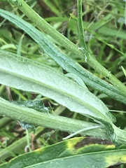 Senecio quadridentatus