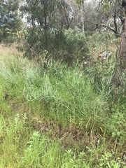 Senecio quadridentatus