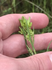 Senecio prenanthoides