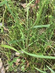 Senecio prenanthoides