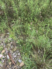 Senecio prenanthoides