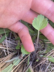 Ranunculus multiscapus