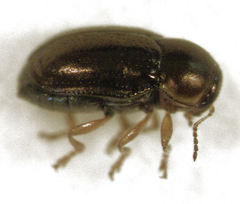 Diachus auratus