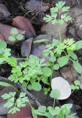 Anthriscus caucalis