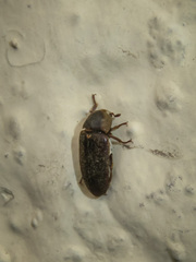 Dermestes