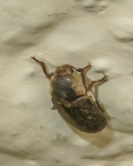 Dermestes