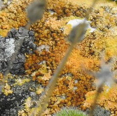 Variospora flavescens