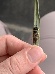 Philanthus ventilabris