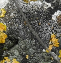 Lecanora varia