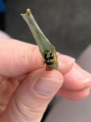 Philanthus ventilabris
