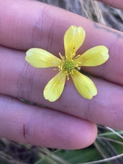Ranunculus multiscapus