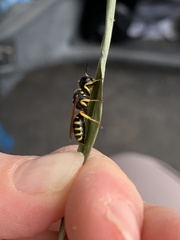 Philanthus ventilabris