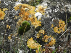 Variospora flavescens