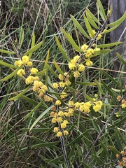 Acacia lanigera