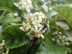 Dilophus nigrostigma