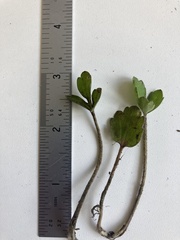 Ranunculus multiscapus