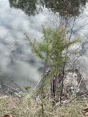 Eupatorium capillifolium