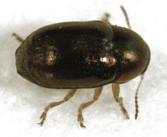Diachus auratus