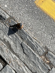 Fringilla coelebs gengleri