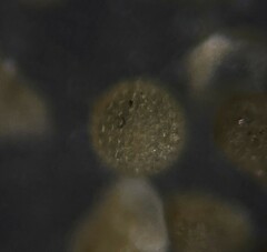 Orbulina