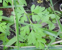 Anthriscus caucalis