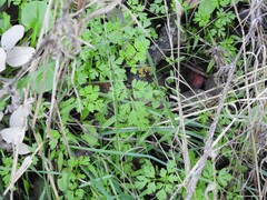 Anthriscus caucalis