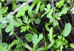 Anthriscus caucalis