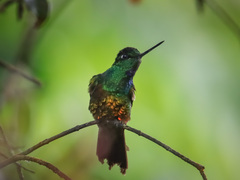 Coeligena bonapartei