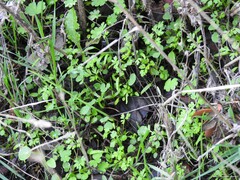 Anthriscus caucalis