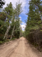 Pseudotsuga menziesii glauca