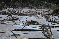 Poliocephalus rufopectus