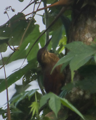 Xiphocolaptes promeropirhynchus