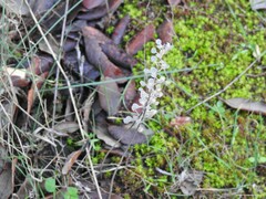Alyssum alyssoides