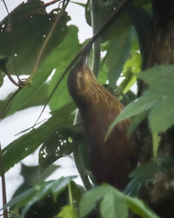 Xiphocolaptes promeropirhynchus