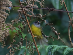 Myiothlypis coronata