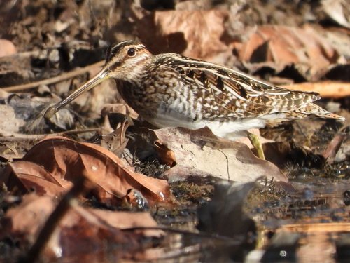 Agachadiza de Wilson (Gallinago delicata)