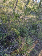 Acacia rupicola