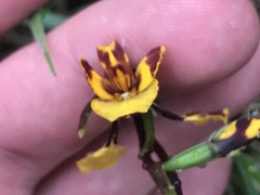 Diuris semilunulata
