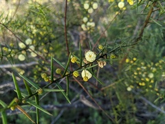 Acacia rupicola