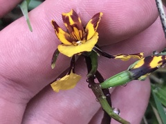 Diuris semilunulata