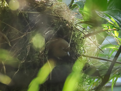 Cinnycerthia olivascens