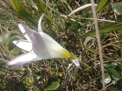 Zephyranthes robusta